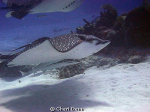 These creatures of the sea are my favorite.  In 20+ years... by Cheri Denn 